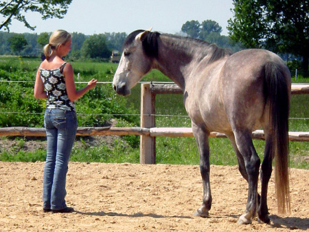 Einzelcoaching mit Pferden