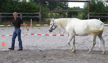 Folgen lassen Coaching mit Pferden