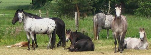 Pferd als Trainingspartner