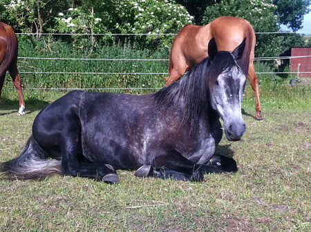 Wie funktioniert mein Pferd